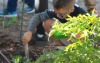young boy working in a garden