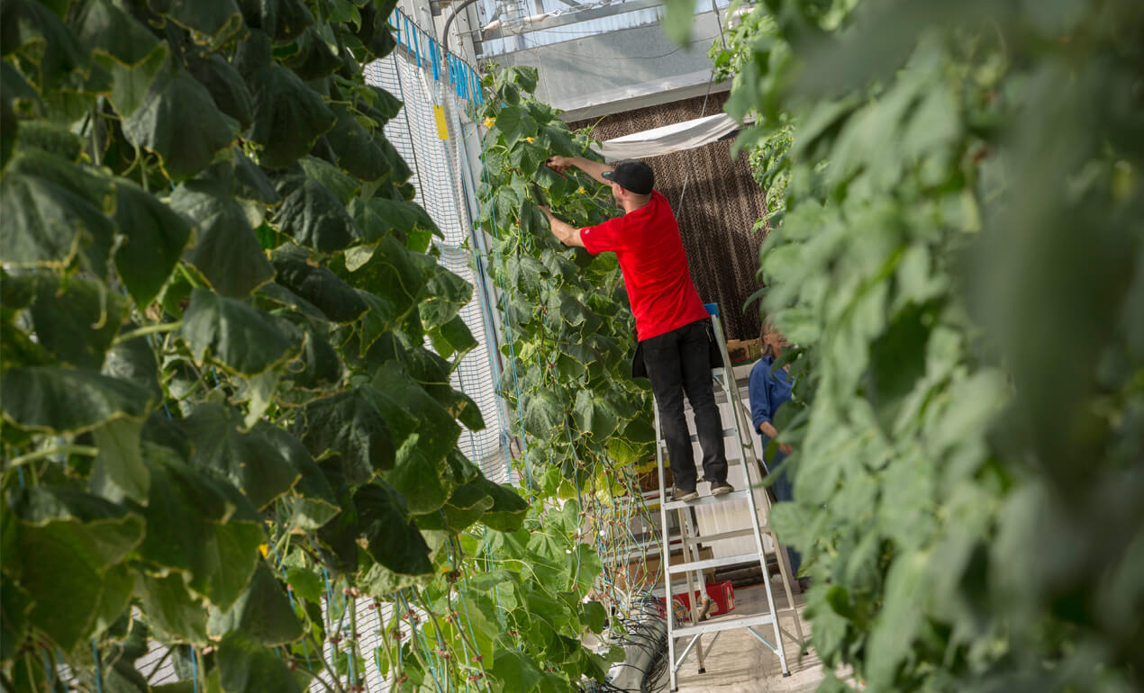 student working in a greenhouse