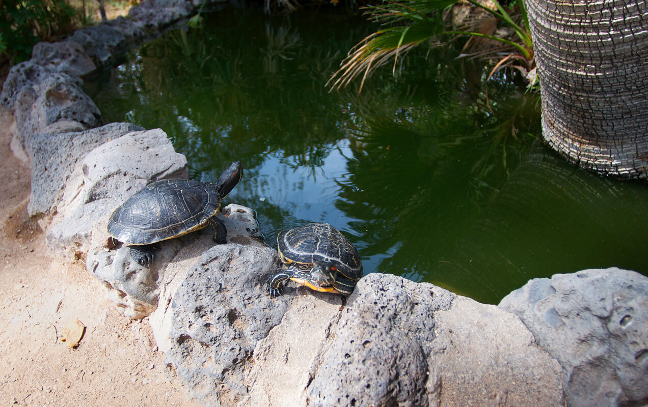 the turtle pond on campus