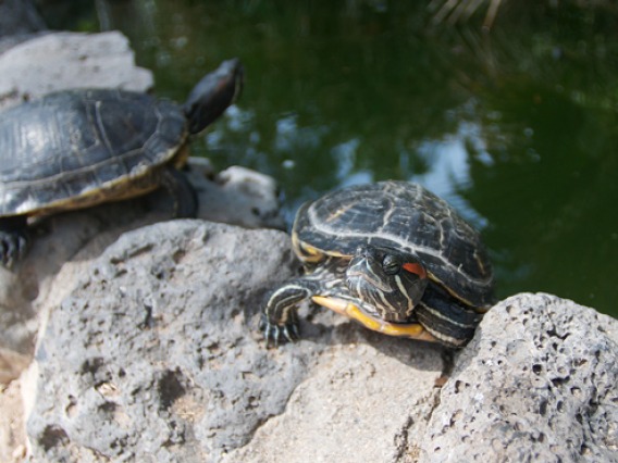 Turtles in a pond