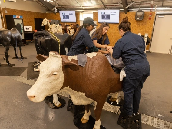 College of Veterinary Medicine students working in a lab using a life-size model of a cow