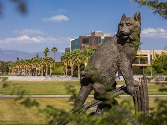 a wildcat statue on campus