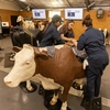College of Veterinary Medicine students working in a lab using a life-size model of a cow